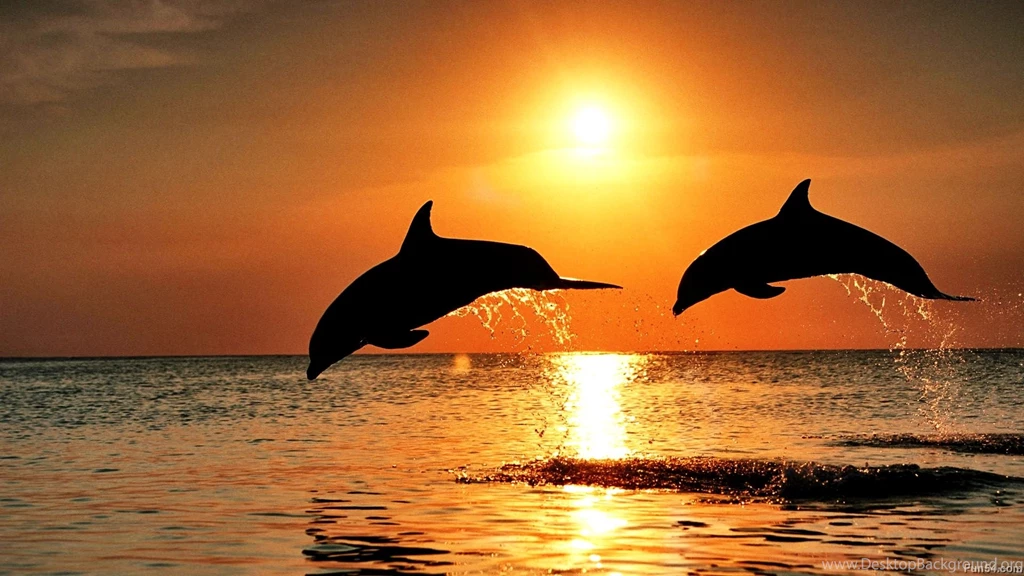 HD Wildlife Animal 2 Photos Of Free Downloadable HD Wildlife ...