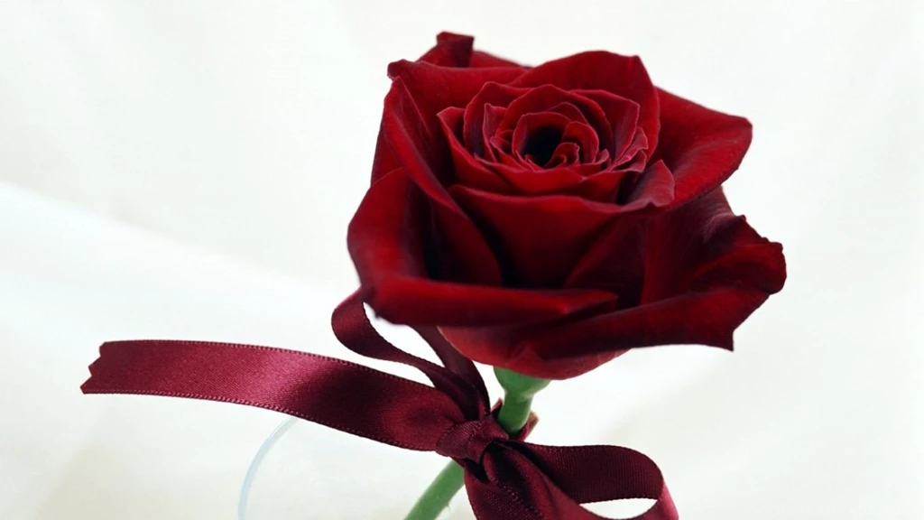 Saint_Valentines_Day_Miraculous_rose_in_the_Valentine_s_Day_013174_.jpg