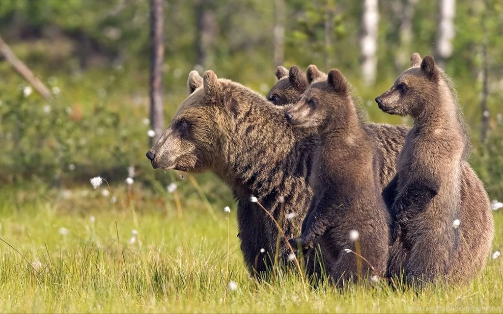 Best Ways To Capture Wildlife Photography
