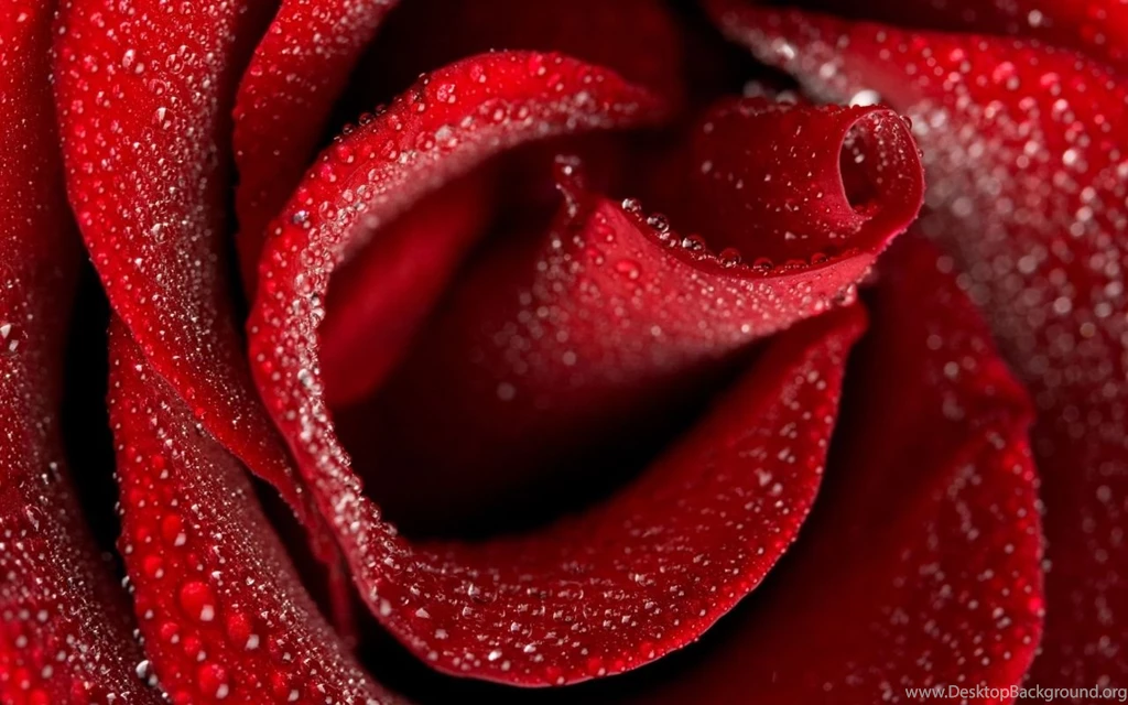 Rose Wallpapers, Red Rose Wallpapers, Roses, Pictures Of Rose, Red ...
