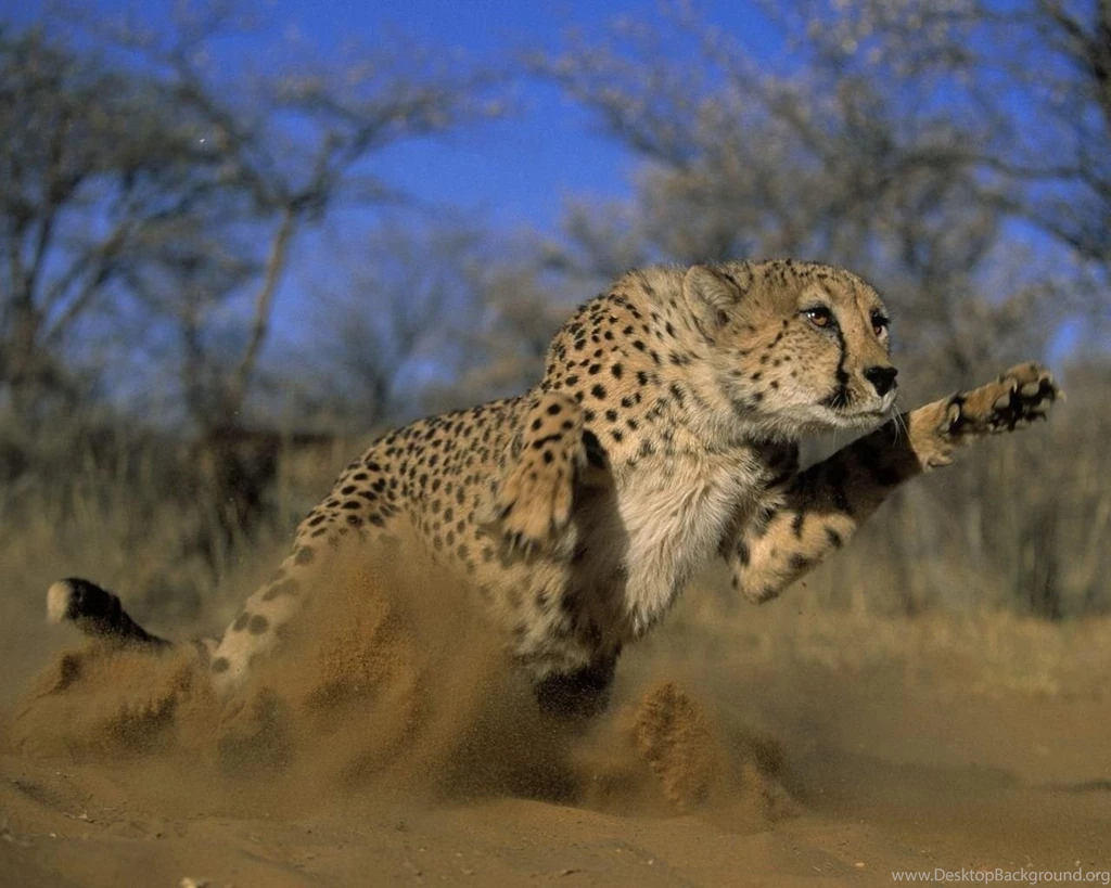 Kenya Wildlife