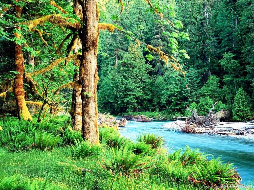 Free Wildlife Wallpapers Nature: Animal By Free Download Best HD ...