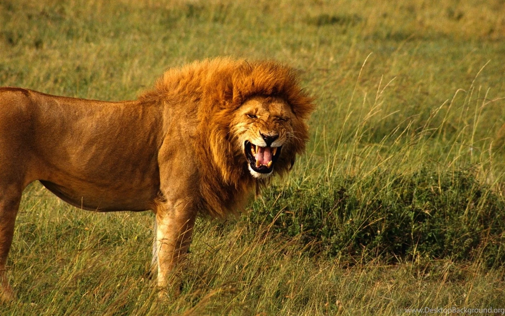 Lion Wallpapers HD Free Obtain HD Images New