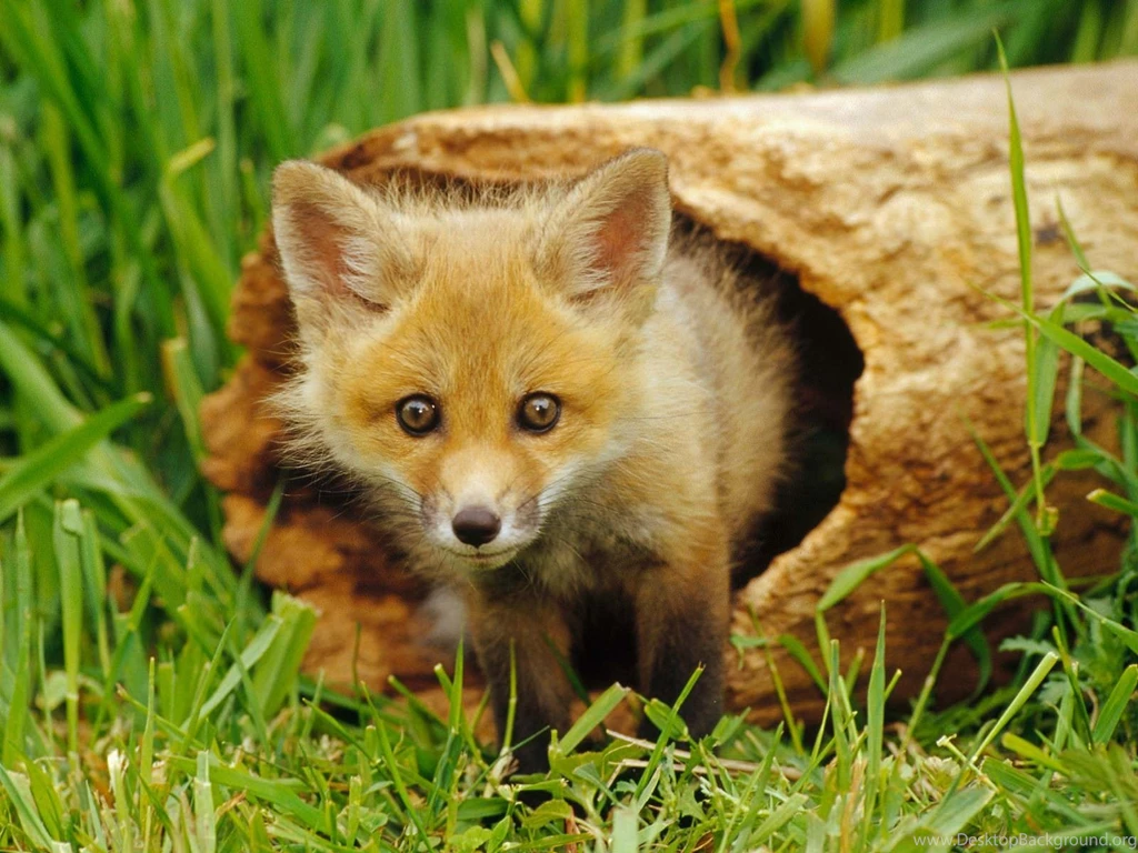 Wildlife Wallpapers Desktop