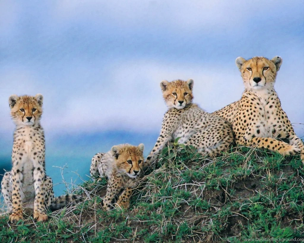 Free Cheetah Wallpapers Wallpapers Cave