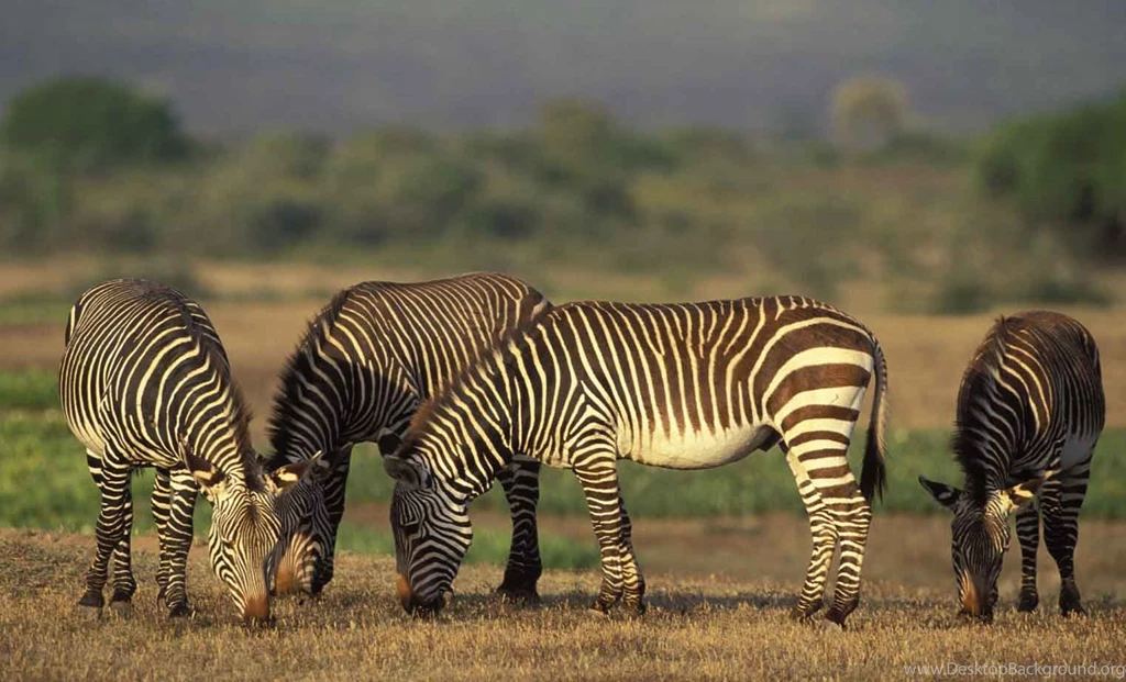 Free Wildlife Wallpapers Download