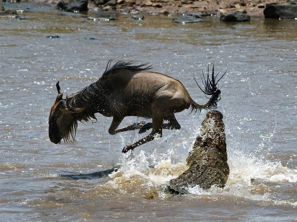 Wild Animals Wallpapers