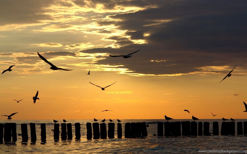 HD Wildlife Animal 3 Photos Of Free Downloadable HD Wildlife ...