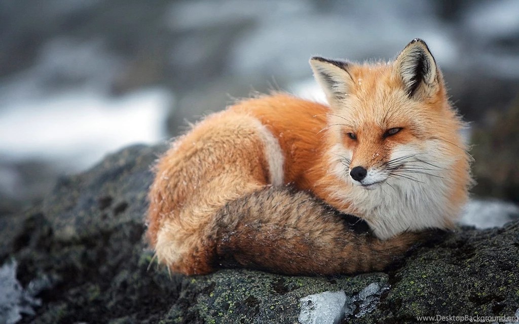 Free wildlife photography wallpapers.jpg