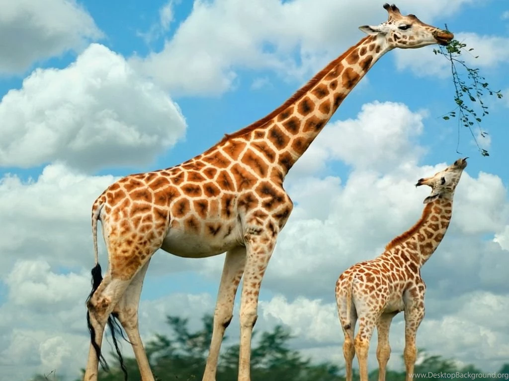 British Wildlife Wallpapers 8 Free Wallpapers Hdnaturewall.com