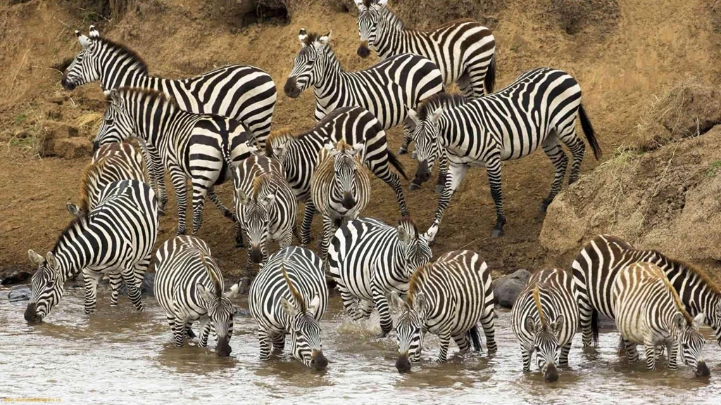 Wildlife Wallpapers