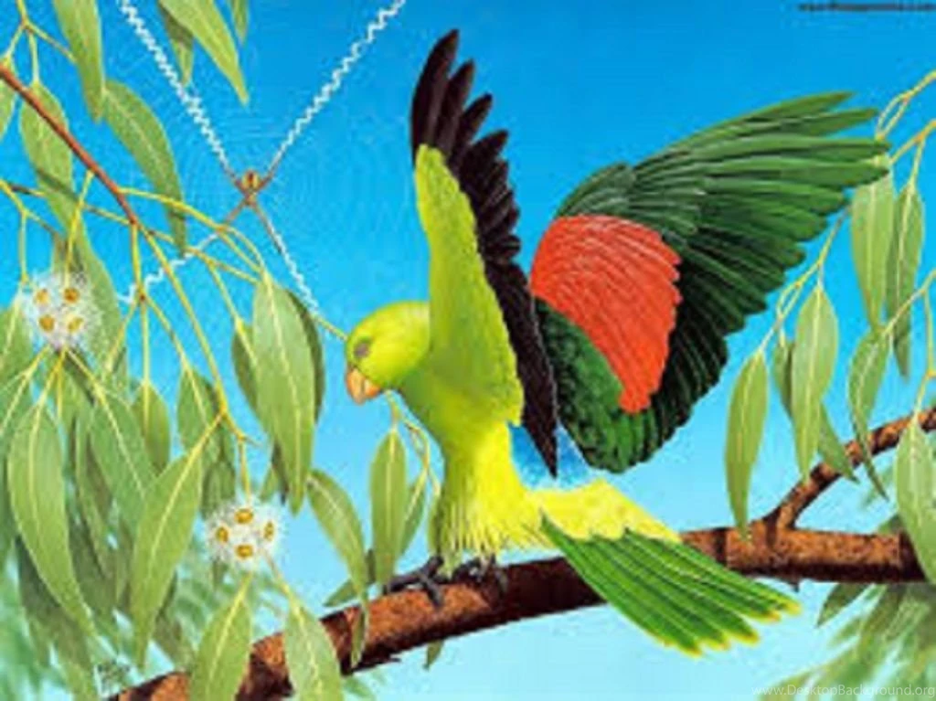 Wildlife Hd Wallpapers Free Download 5.jpg