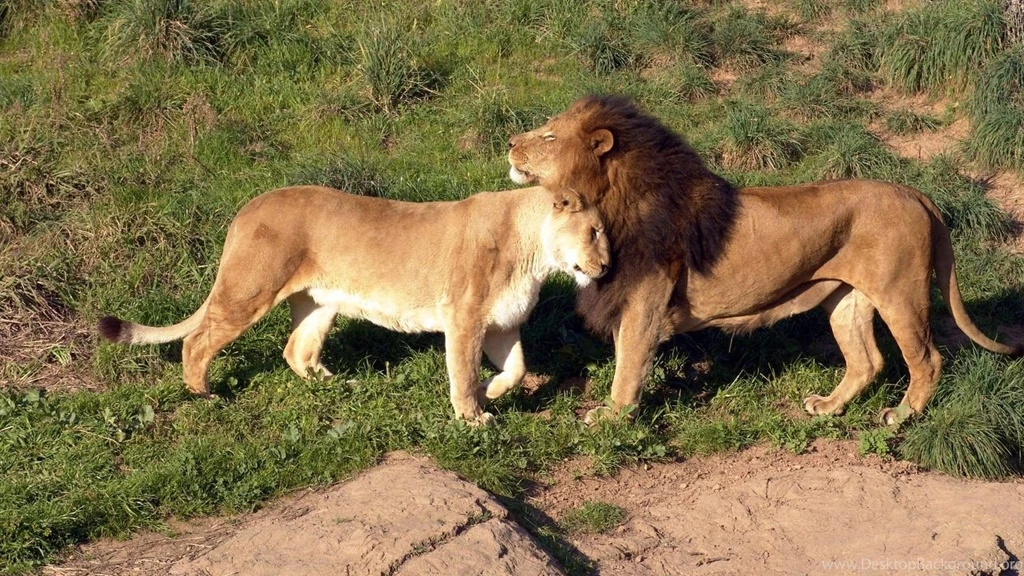 Free Wildlife Images