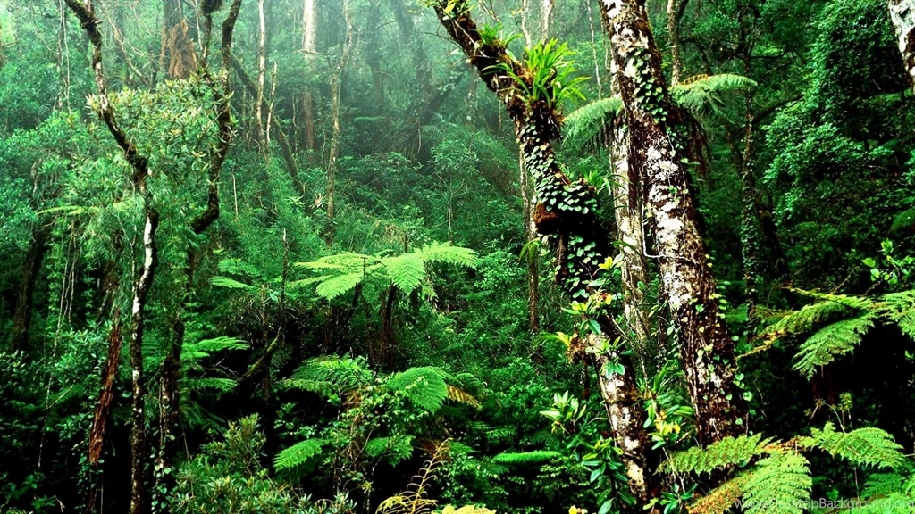 Wildlife Wallpapers Free Download