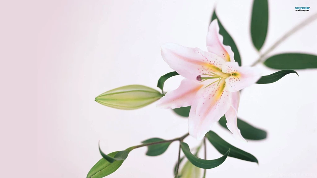 Lily Wallpapers Flower Wallpapers