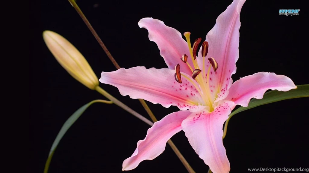 Lily Wallpapers Flower Wallpapers