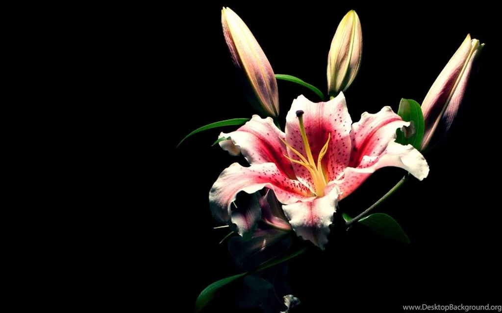 Full HD Lily Wallpapers