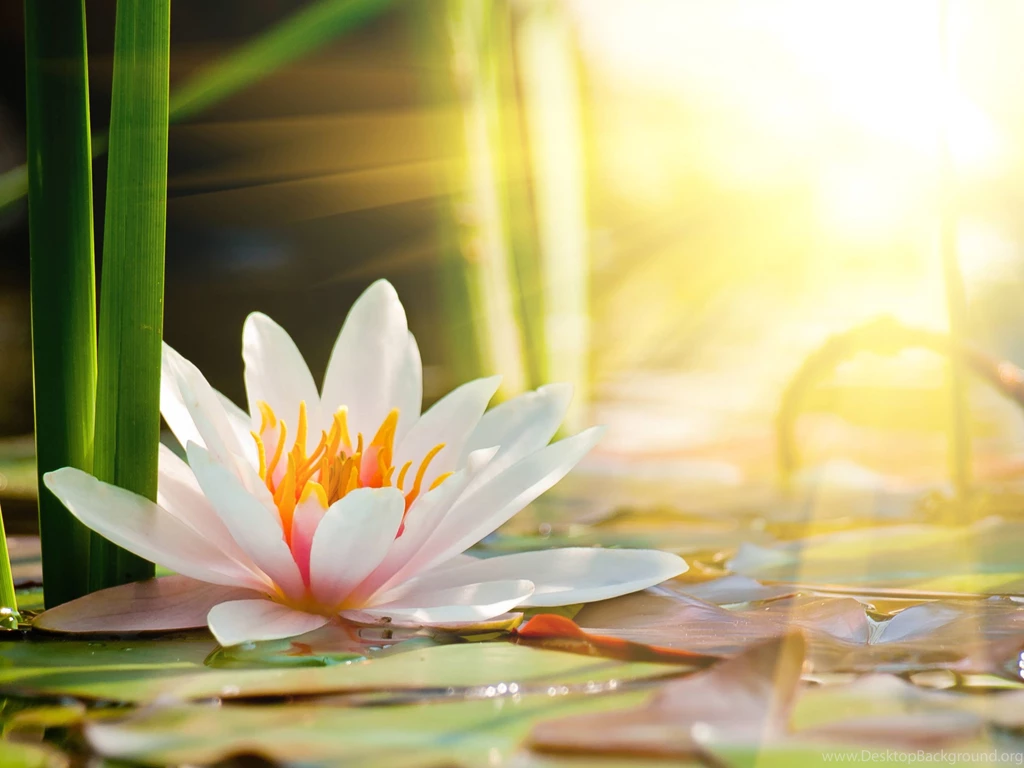 High Quality Lily Wallpapers