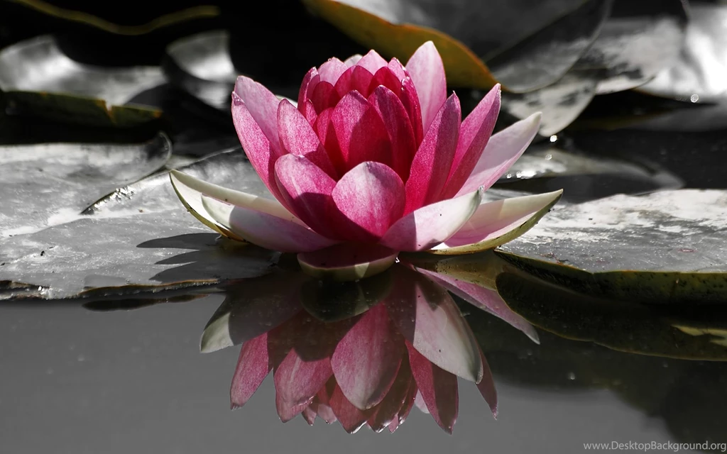 Water Lily Flower Wallpaper HD Desktop Wide.jpg