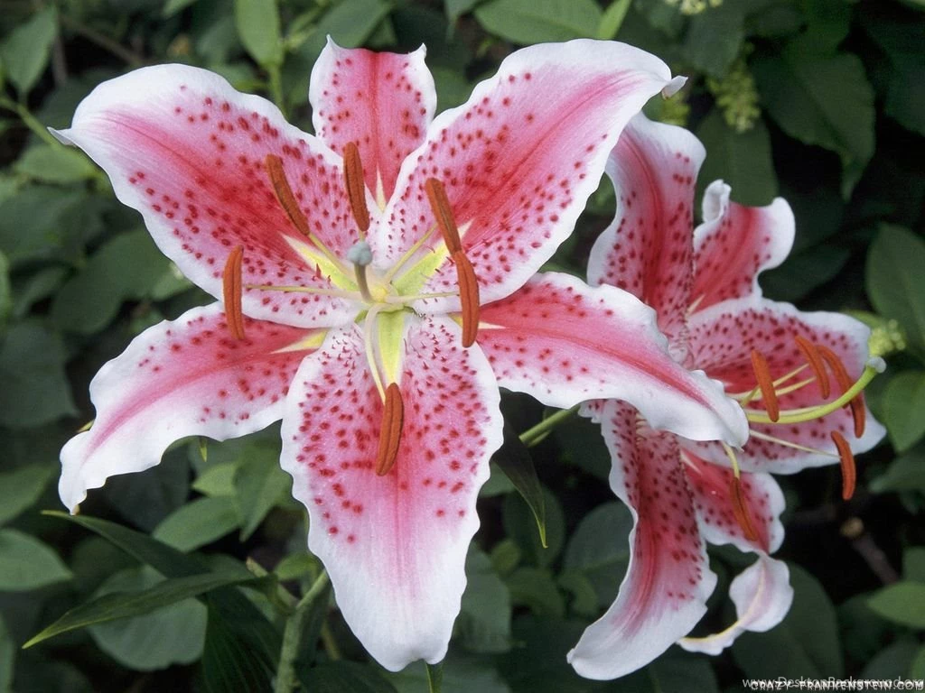 Lily Flower Wallpapers Crazy Frankenstein
