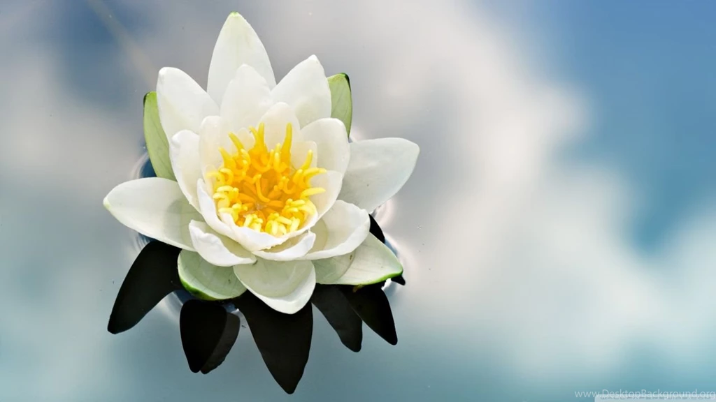 Lovely Lily Wallpapers