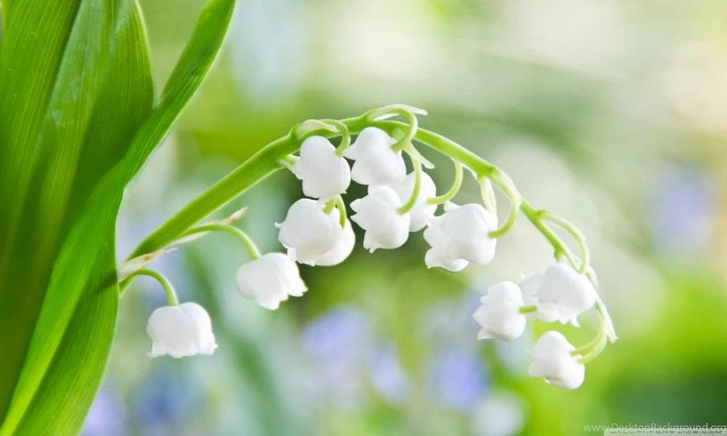 Lily Of The Valley Macro HD Desktop Wallpapers : High Definition ...