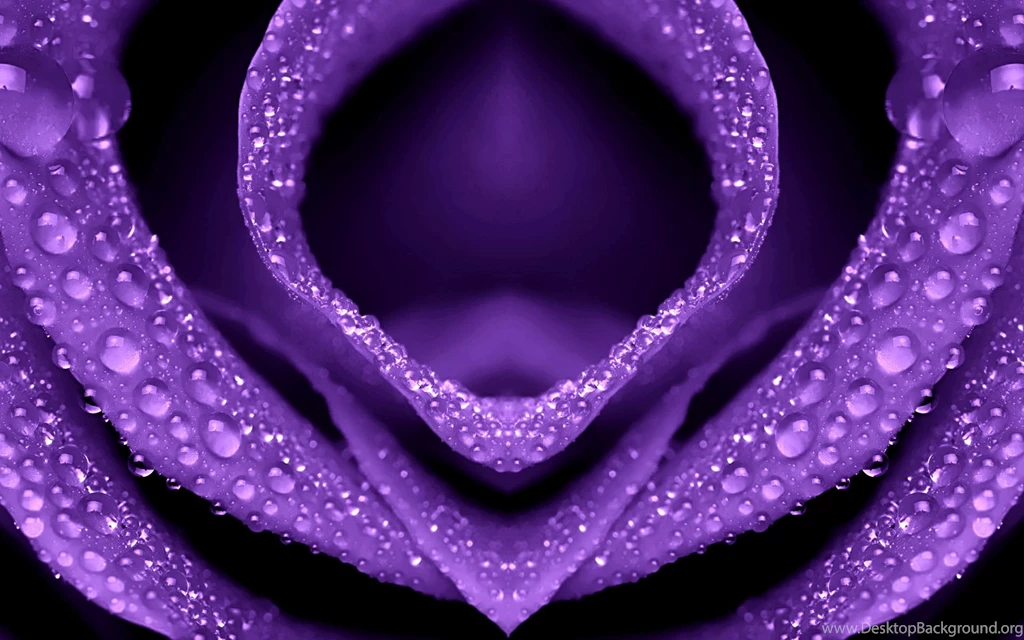 5172 Flower HD Wallpapers