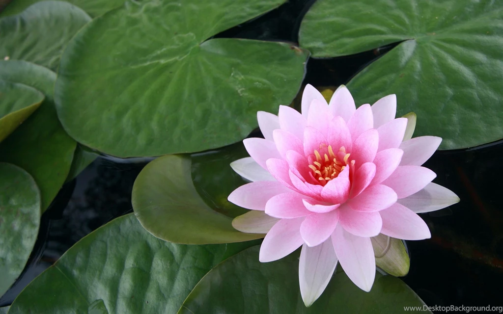 1920x1080px Pink Lily Wallpapers