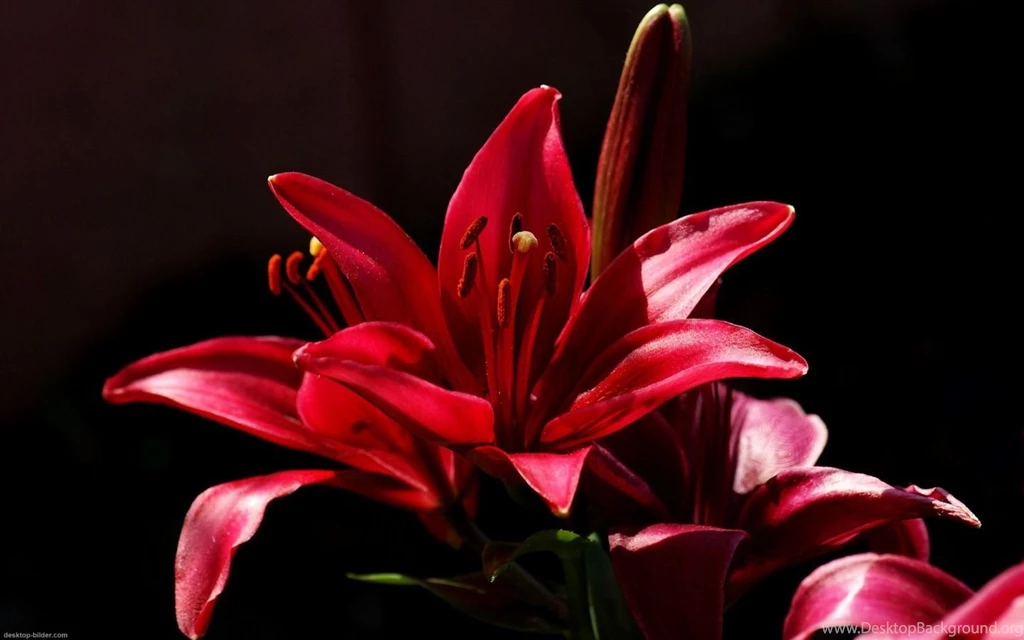 Lily Flowers Wallpapers (34186941) Fanpop