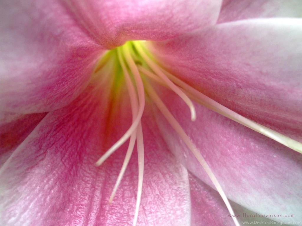 1600x1200 Pink Lily Desktop PC And Mac Wallpapers