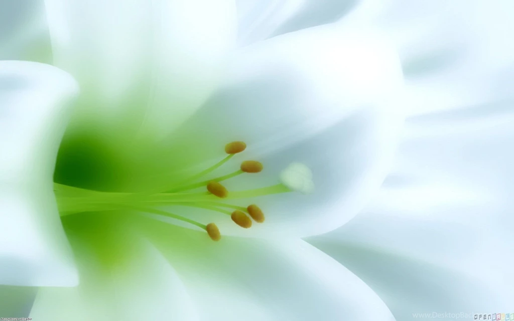Lily Pics