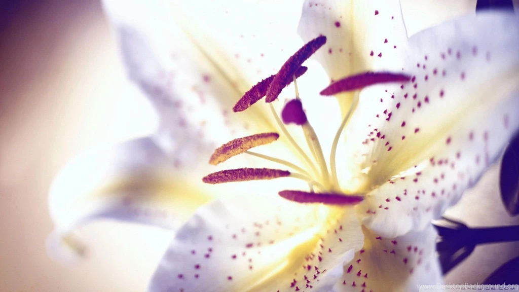 Lily Wallpapers