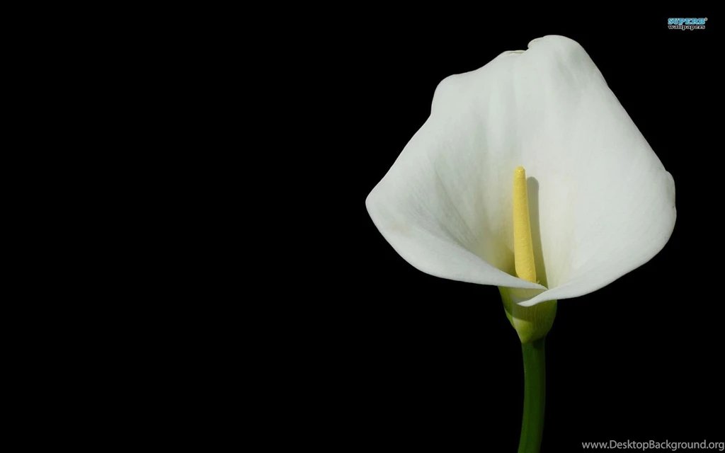 Calla Lily Wallpapers Flower Wallpapers