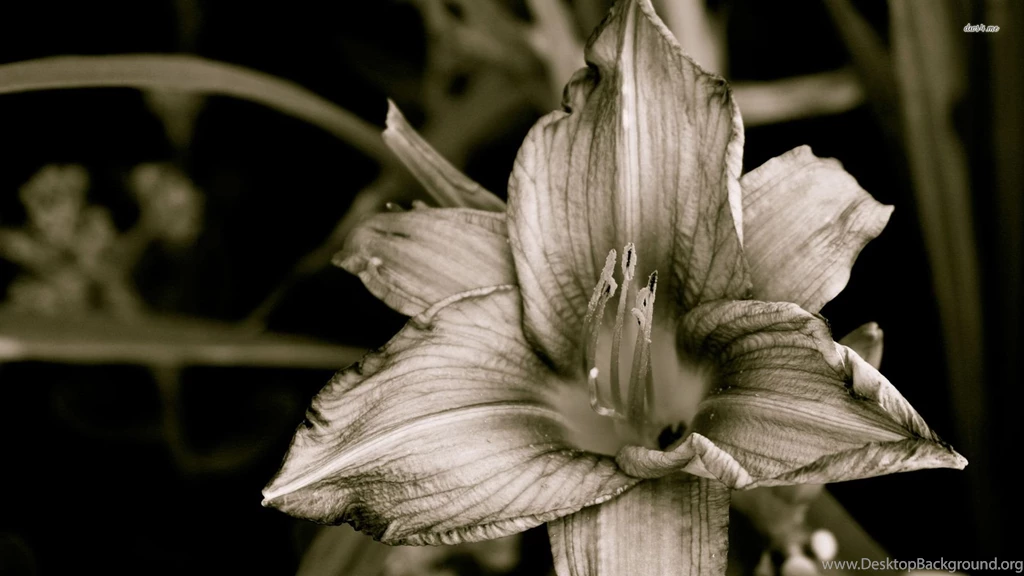 Lily Wallpapers Flower Wallpapers