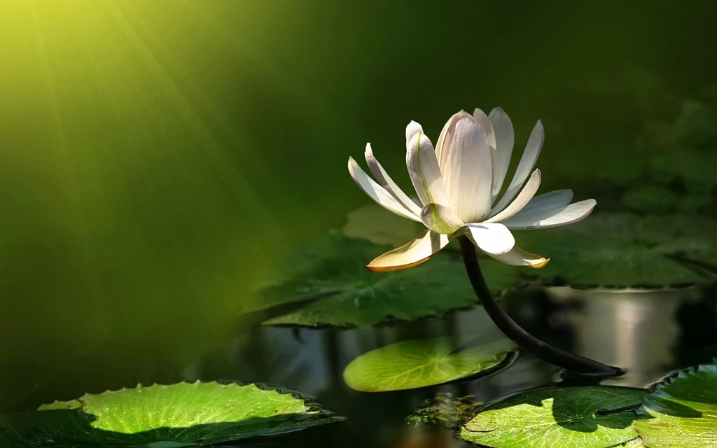 Lily Flowers Wallpapers 3278 2560x1600 UMad.com