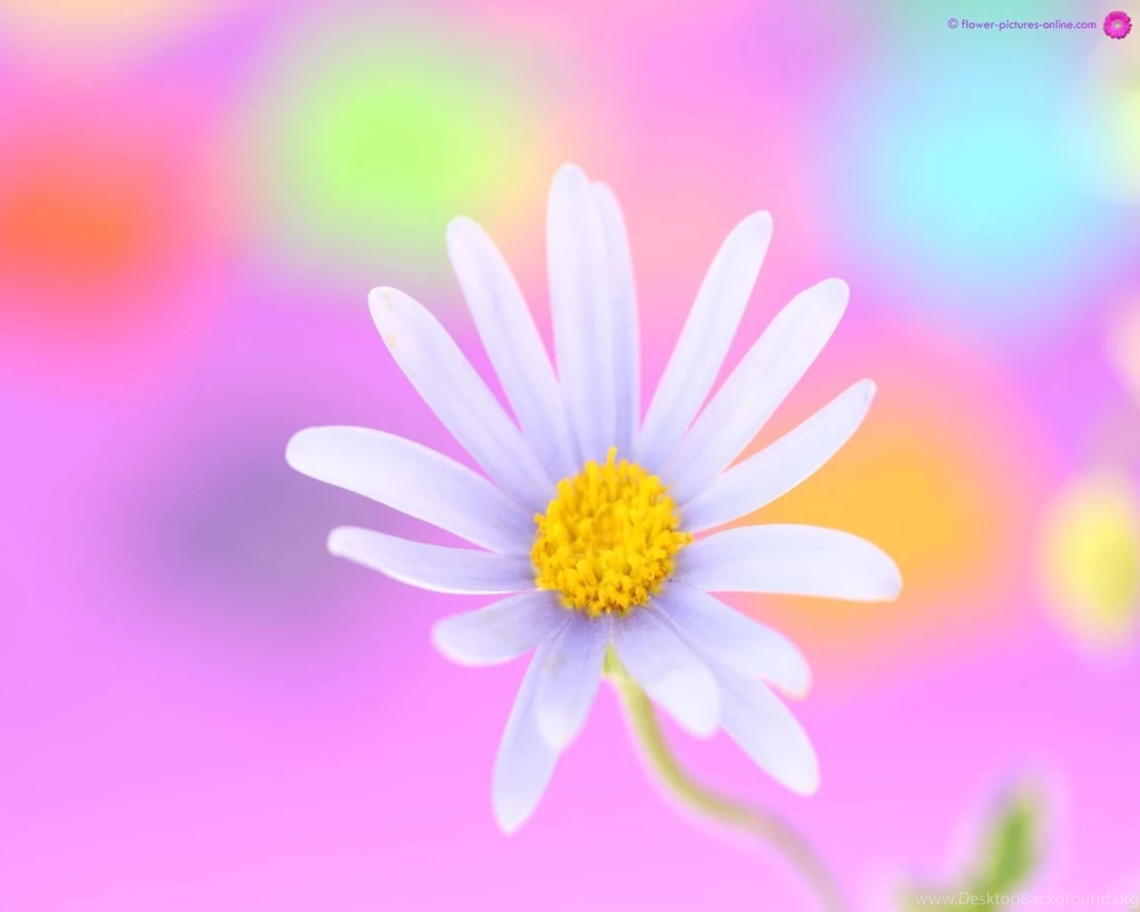 Nature: White Beauty, Desktop Wallpapers Nr. 58635 By Maf04