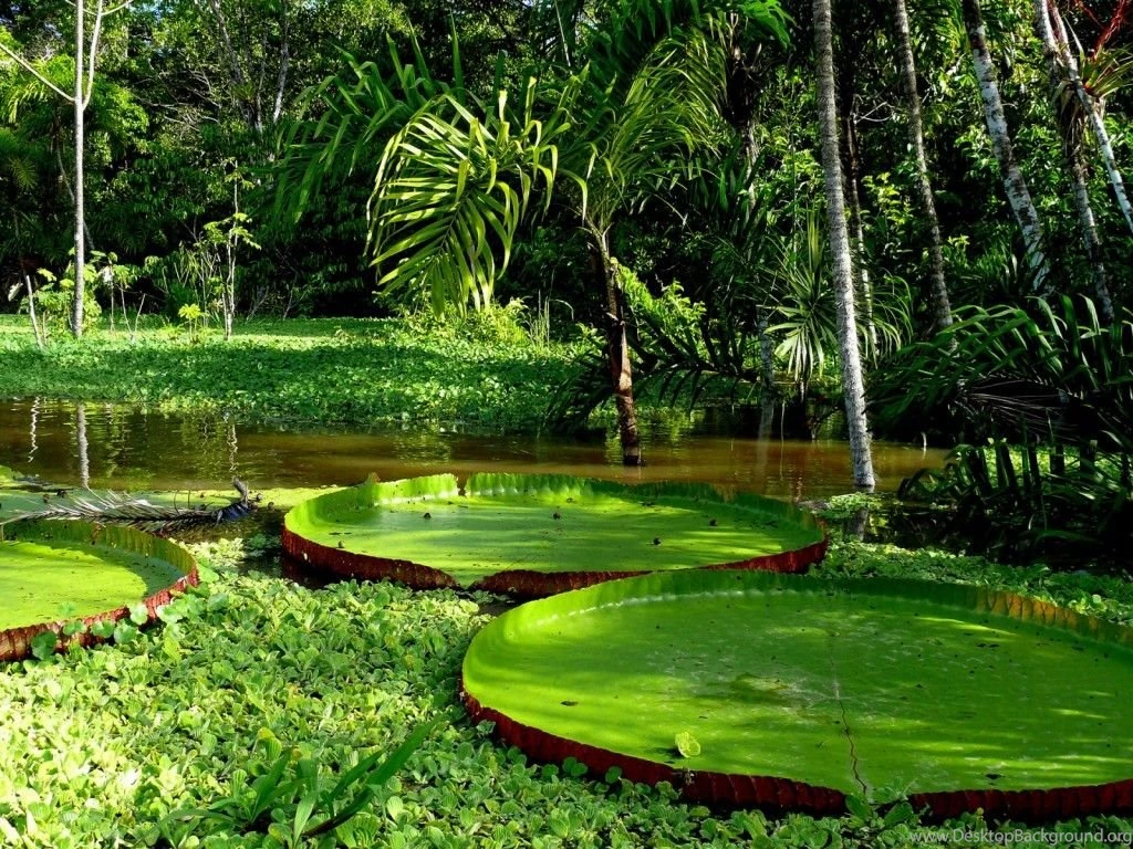50 Inspiring Feel Good Nature Wallpapers 39 Pelfind