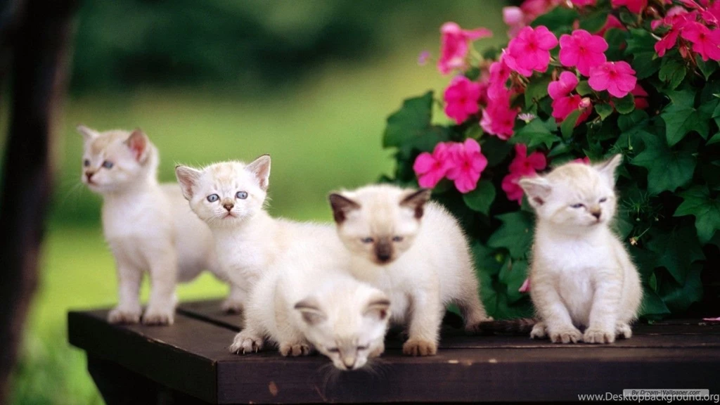 Desktop Wallpapers Animals