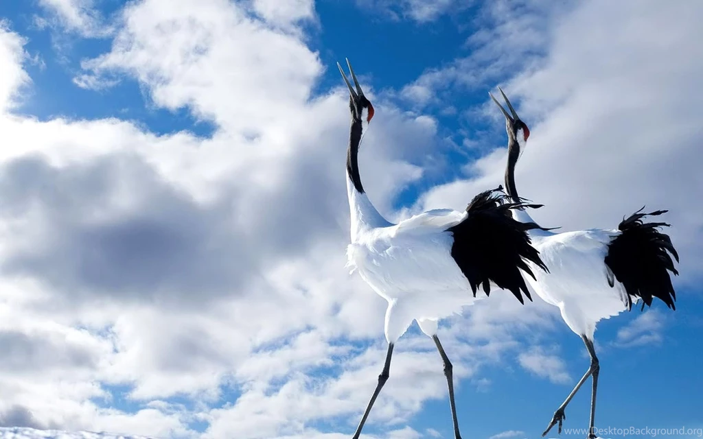 Wallpapers: Animals Desktop Wallpapers