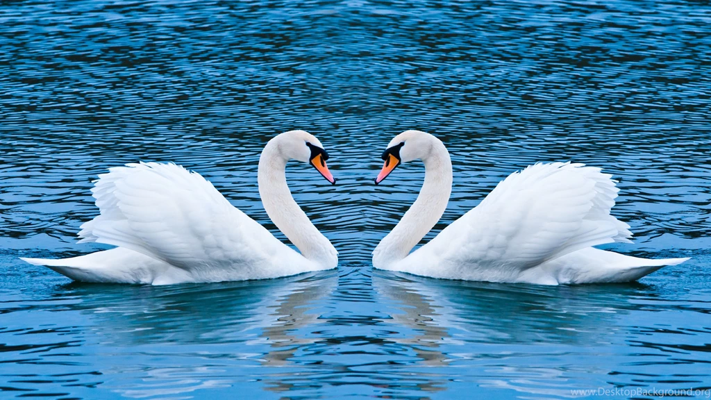 Animals Wallpapers
