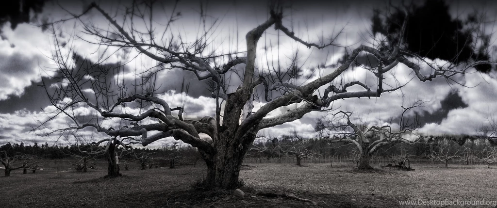 Dead tree dual screen wallpaper.jpg
