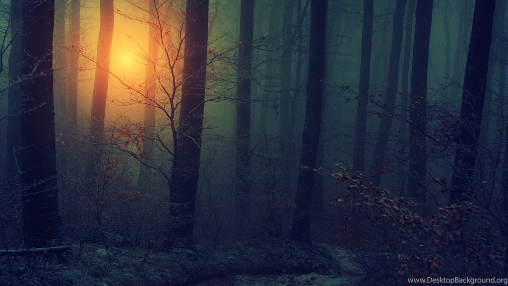 Forest In The Winter And The Trees Are Dead Nature Wallpapers ...