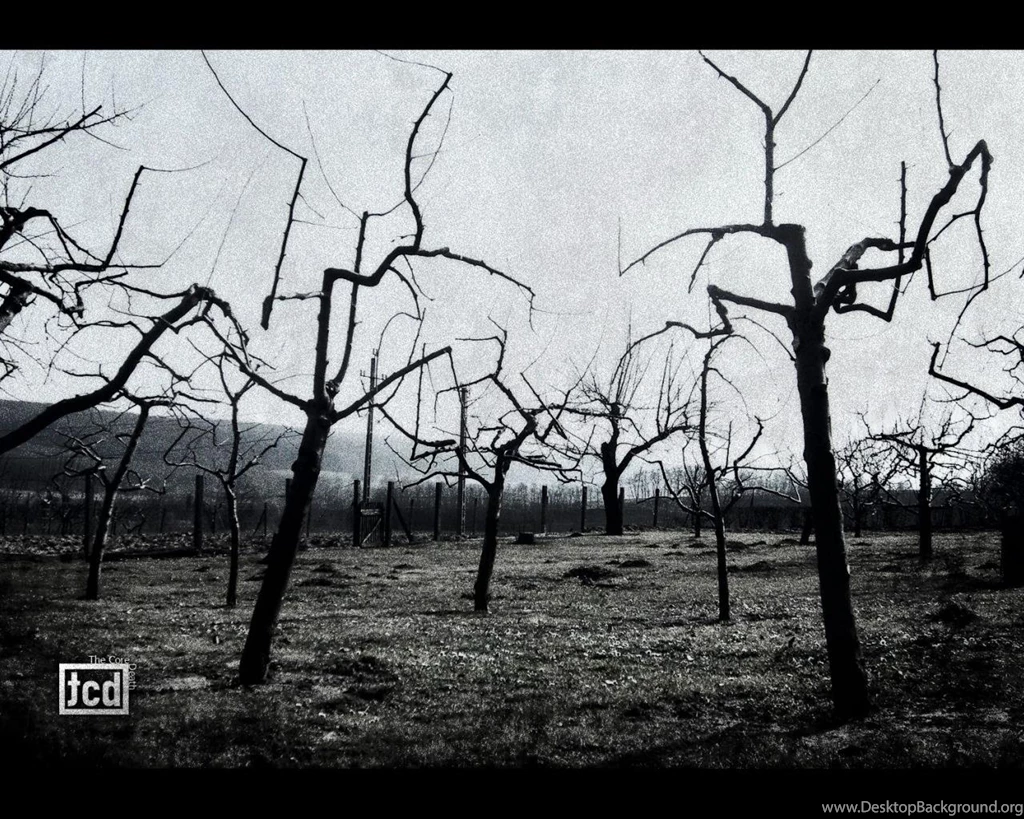 Nature Trees Dead Barren HD Wallpapers Wallpapers (