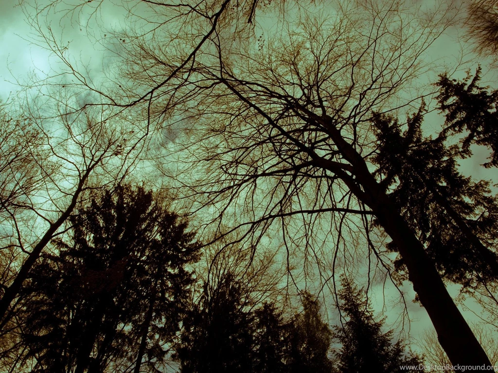 Dead Tree, Root, Biosphere, Nature, Plants By Basquiat79 On DeviantArt
