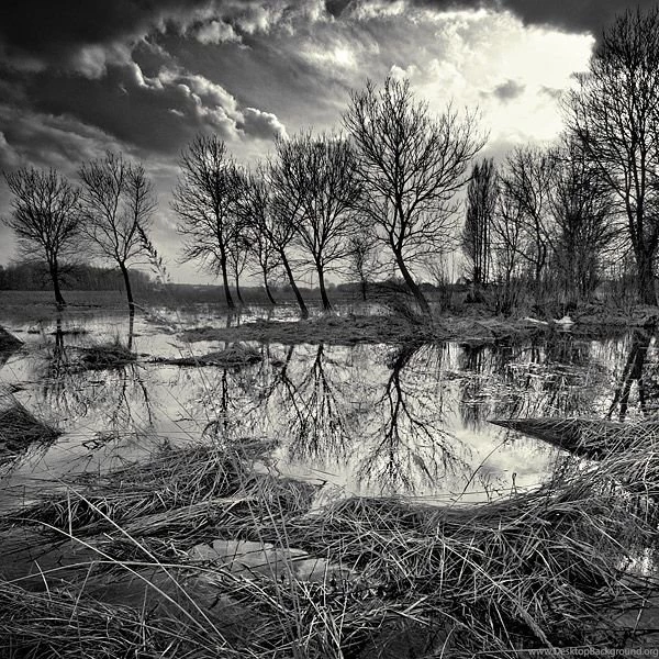In A Land Of Dead Trees By XMEGALOPOLISx On DeviantArt