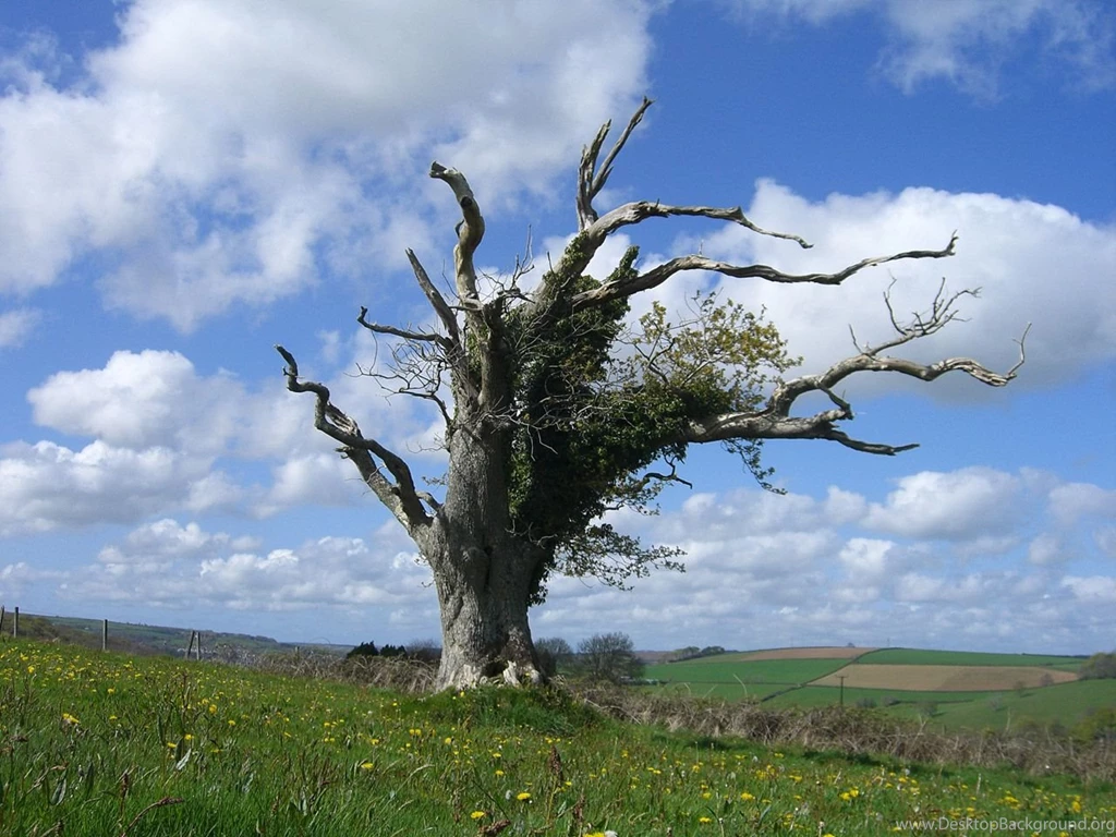 Dead Tree By Troll Stock On DeviantArt