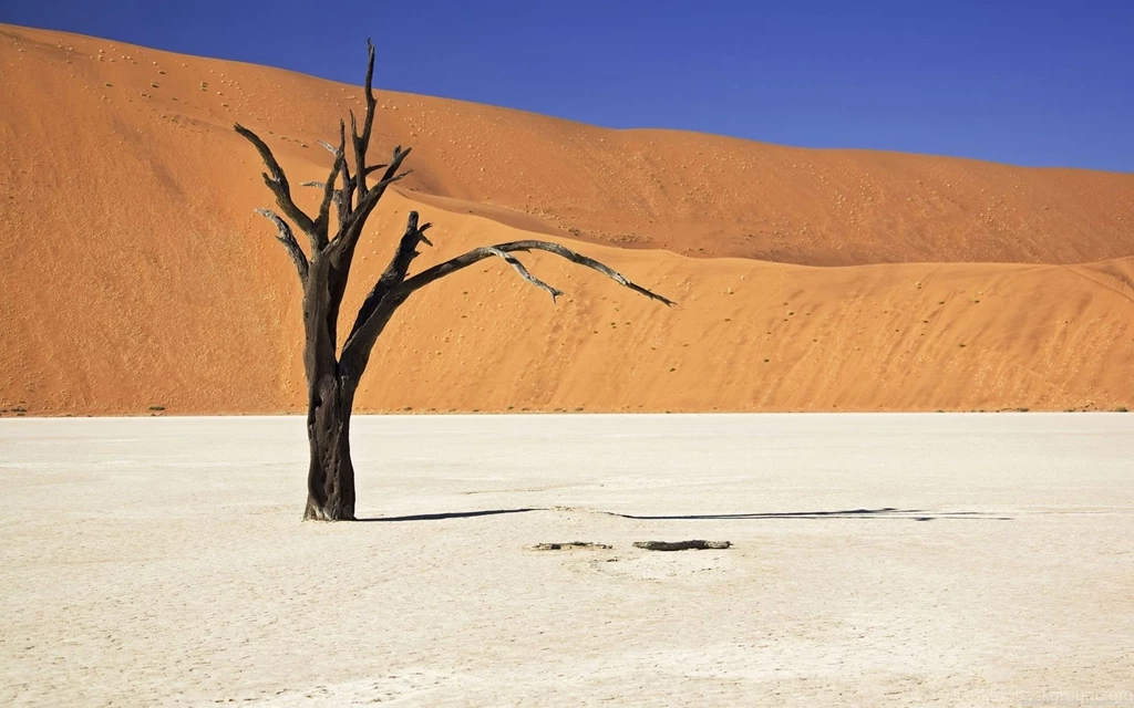 Dead Trees Wallpapers And Images Wallpapers, Pictures, Photos