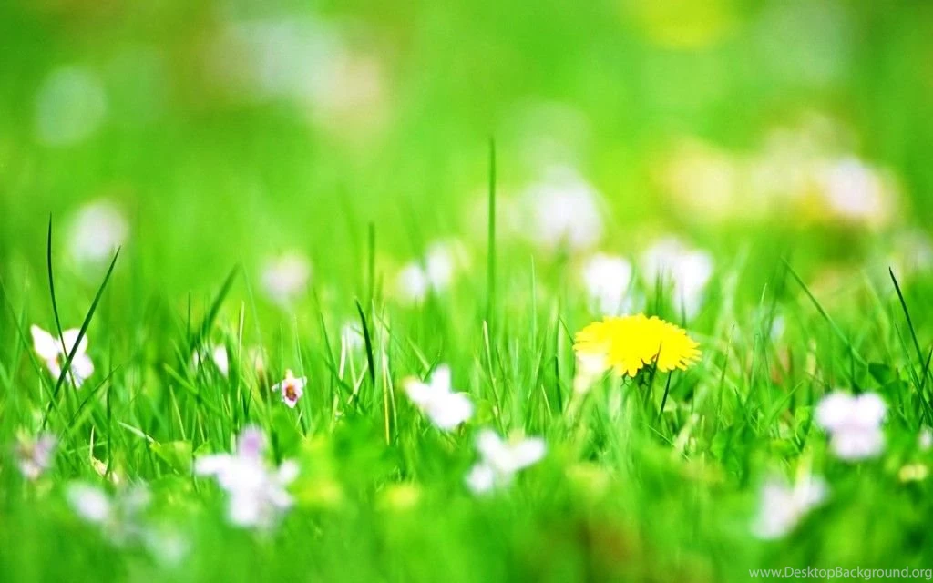 Most Downloaded Wallpapers For Desktop