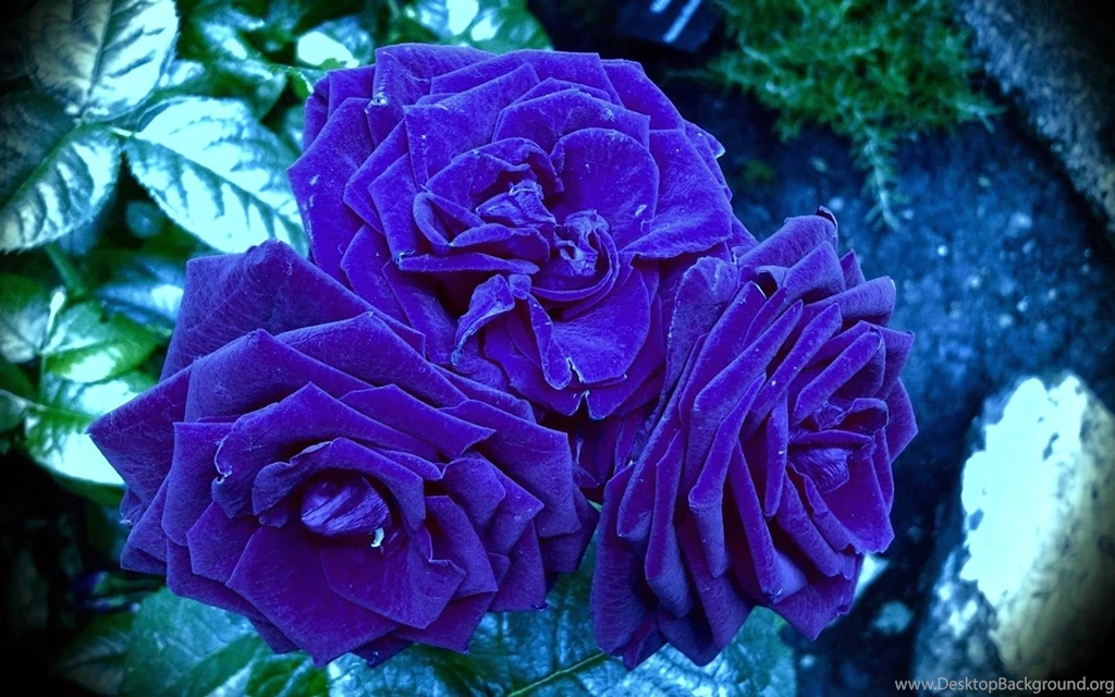 Blue Rose Desktop HD (high Defination) Wallpapers