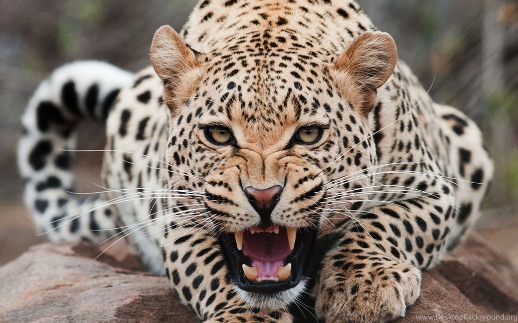 Wild Cat HD Wallpapers